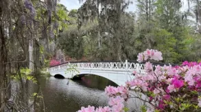 Magnolia White Bridge