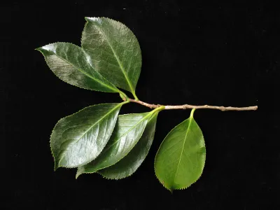 Fig 3C