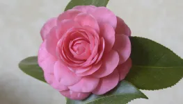 Antonietta Colnaghi Orta 5459