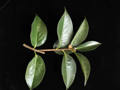 Fig 3H