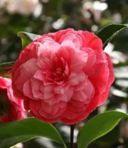 C.japonica.’Nitida’