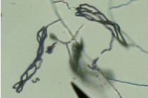 The isolates belong mainly to the genus Paecilomyces