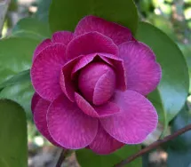 C. japonica 'Angelina Vieira'