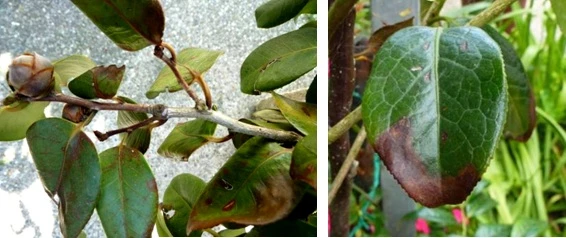 Symptoms in Camellia spp