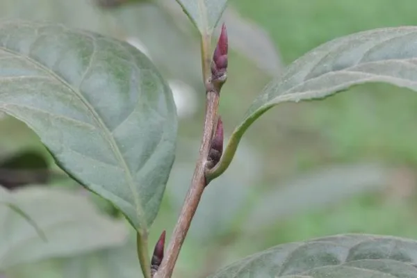 Fig 1B