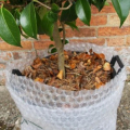 Winter protection of Camellias