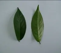 H-No.1