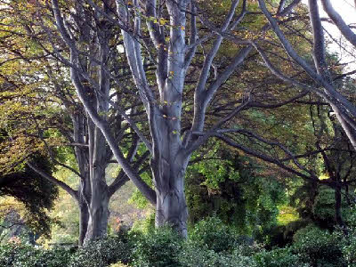 Beech Avenue