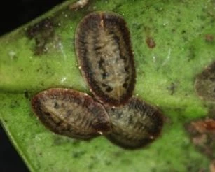 Chloropulvinaria floccifera nymphs