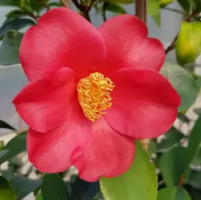 C. azalea hybrid 'Bella di Pescia'