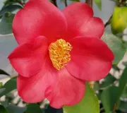 C. azalea hybrid 'Bella di Pescia'