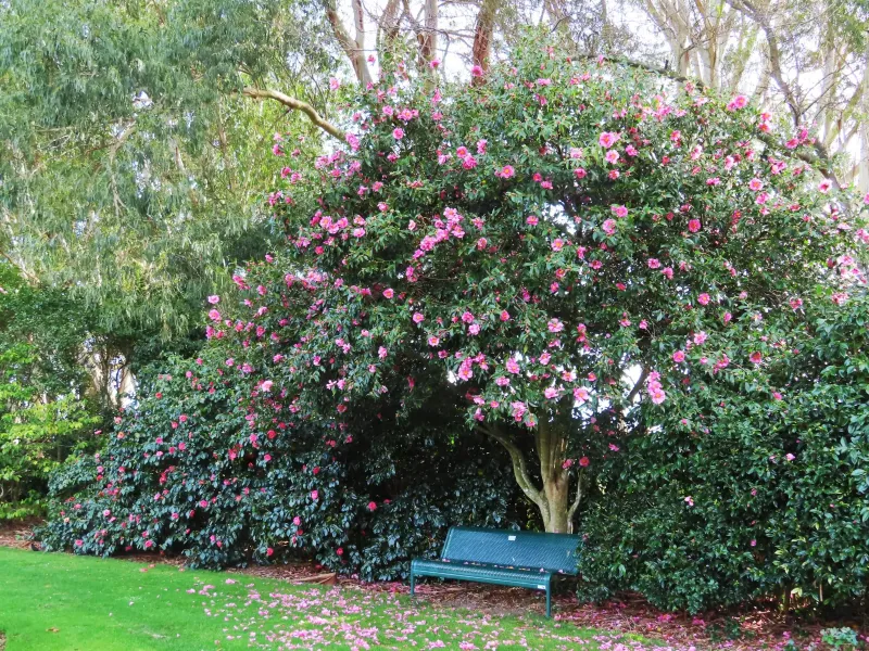 Details Page Heading Photo