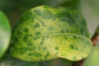 Green mottle symptoms 