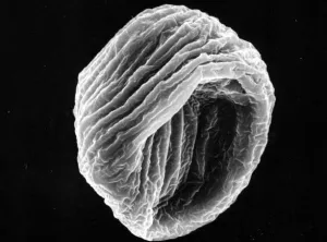 Fig 1C