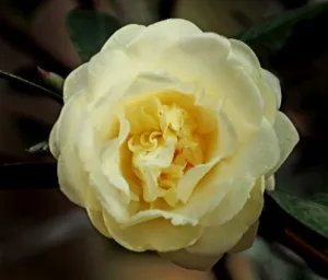 ‘Dongyue’