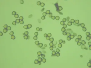 Fig 2G