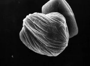 Fig 1D