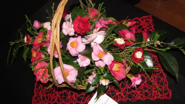 Basket of Camellias