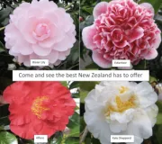 2023 NZ poster