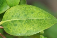 Green mottle symptoms 