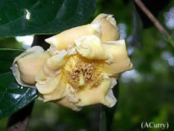 Camellia luteocerata