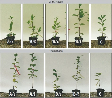 after one year of growth in three soils, unlimed or limed