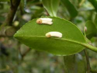 scale insects on camellias 