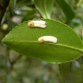 Pests and diseases of camellias
