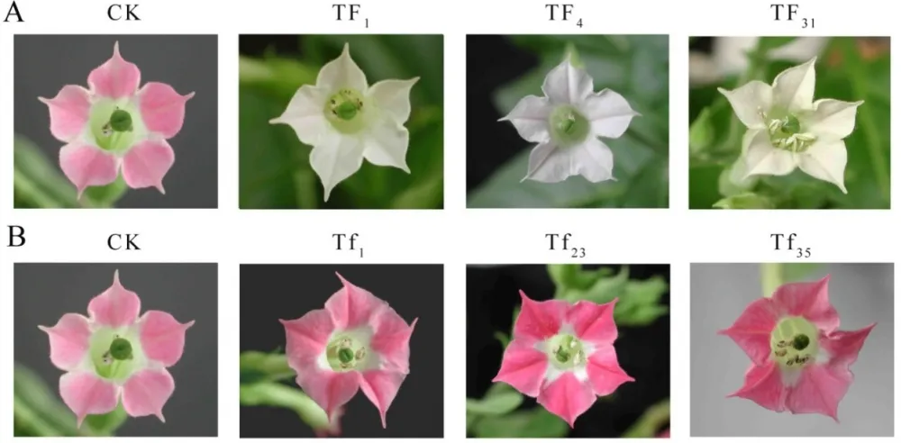 Fig 3A & B