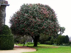 Pompopne at Quinta da Aveleda, Penafiel