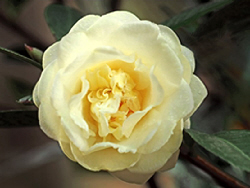 C. 'Dongyue'